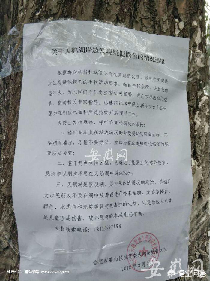 合肥发现最大蝗虫合肥发现最大蝗虫的地方