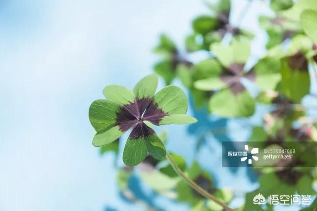 幸运四叶草粤语版，幸运四叶草粤语版百度云