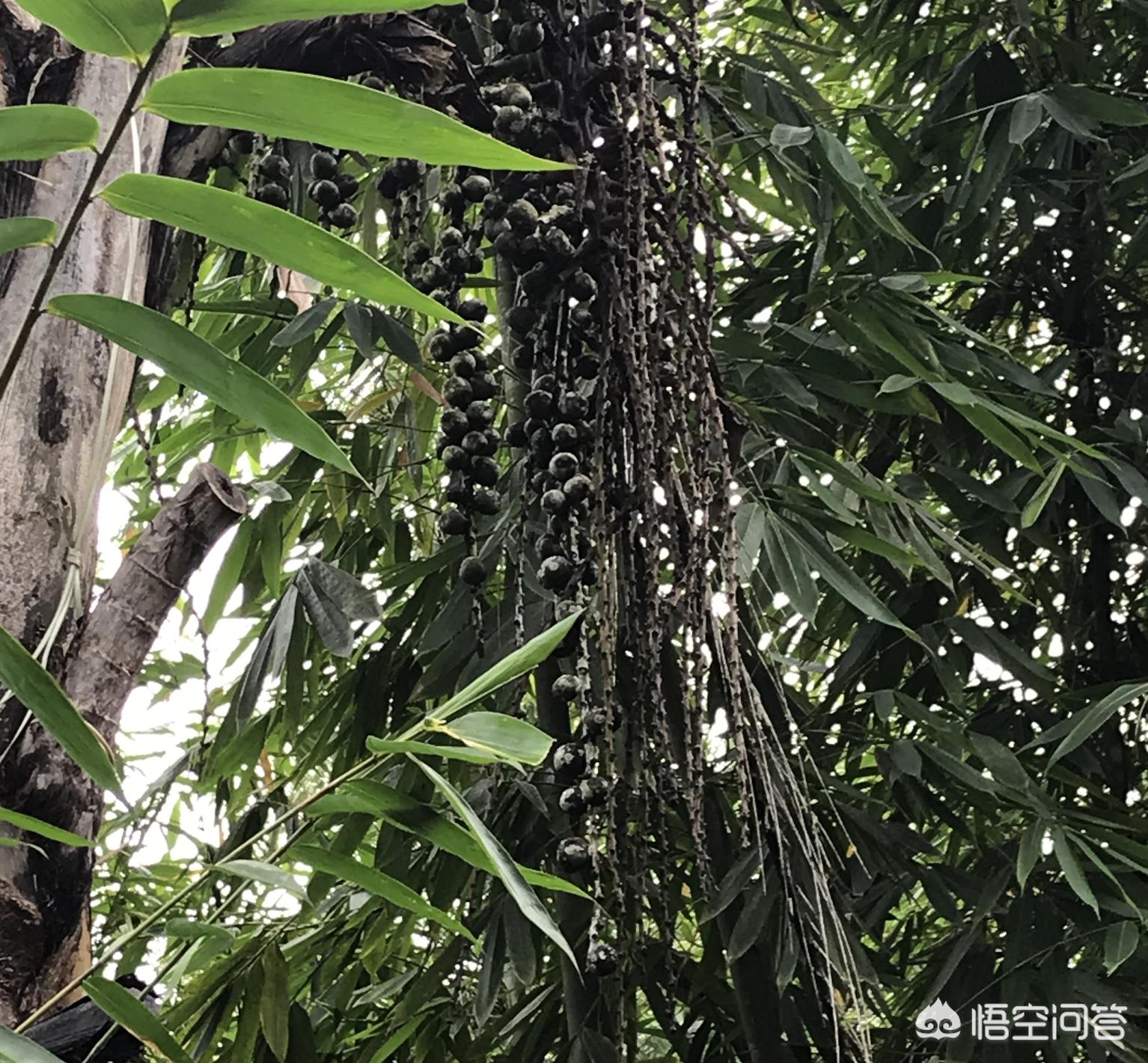 奇怪海外生活直播，奇怪海外生活直播在线观看