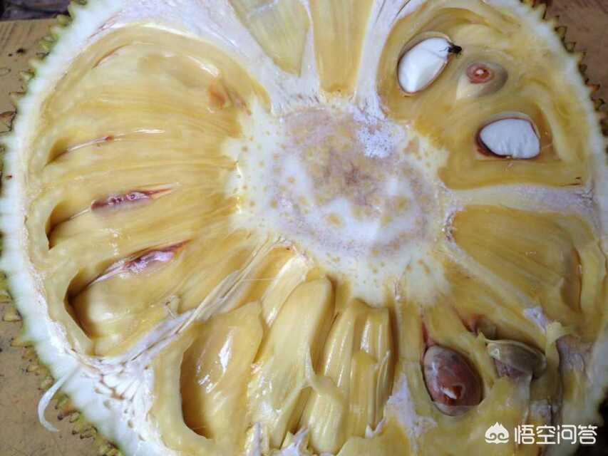 [凤梨就是菠萝吗]凤梨与菠萝一样甜吗？二者的区别在哪？