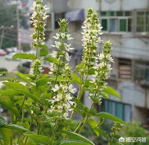 罗勒罗勒的功效与作用 罗勒罗勒的功效与作用