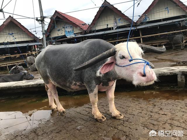奇怪海外生活直播，奇怪海外生活直播在线观看