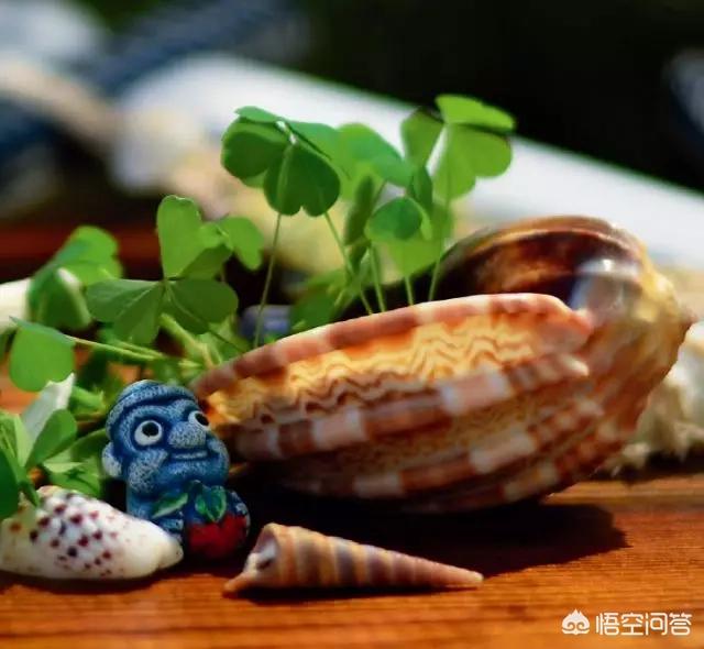 幸运四叶草粤语版，幸运四叶草粤语版百度云