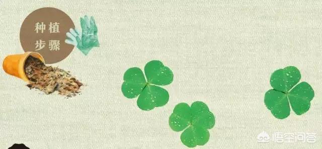 幸运四叶草粤语版，幸运四叶草粤语版百度云