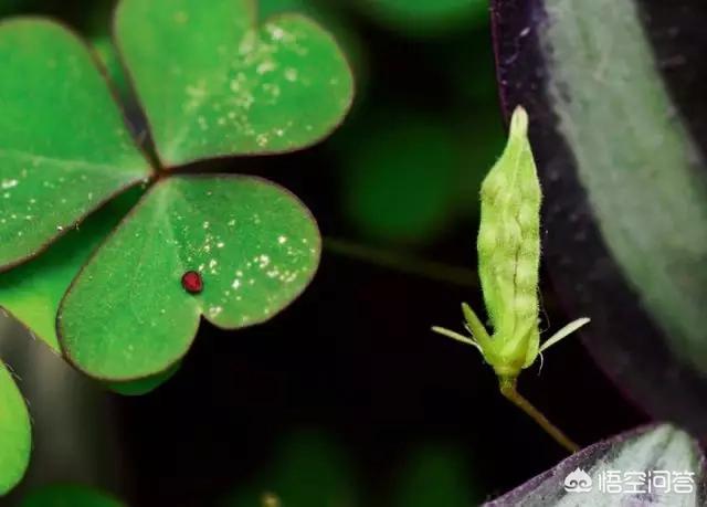 幸运四叶草粤语版，幸运四叶草粤语版百度云