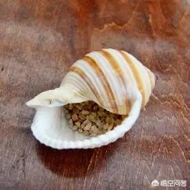 幸运四叶草粤语版，幸运四叶草粤语版百度云