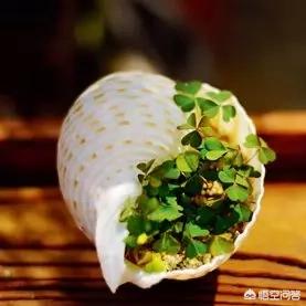幸运四叶草粤语版，幸运四叶草粤语版百度云