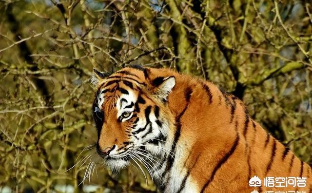 猫遇到老虎最后怎样了？：动物园老虎咬死猫