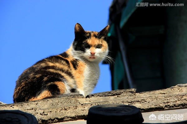 [主人猫咪同日离世]一个星期不在家猫咪会有事吗？