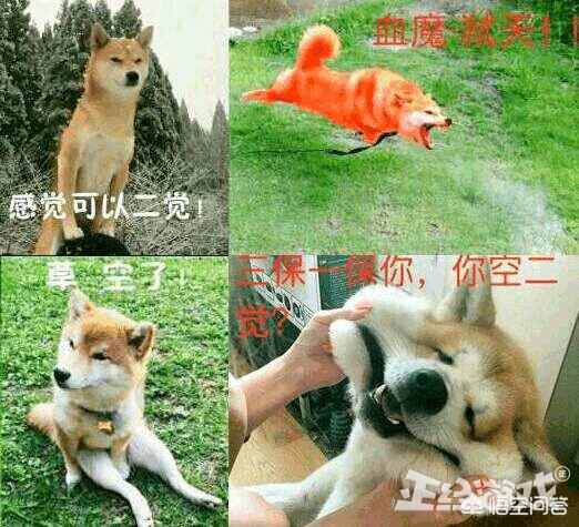 [红狗]红狗是美国牌子么？