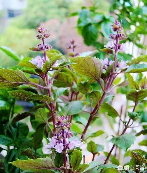 罗勒罗勒的功效与作用