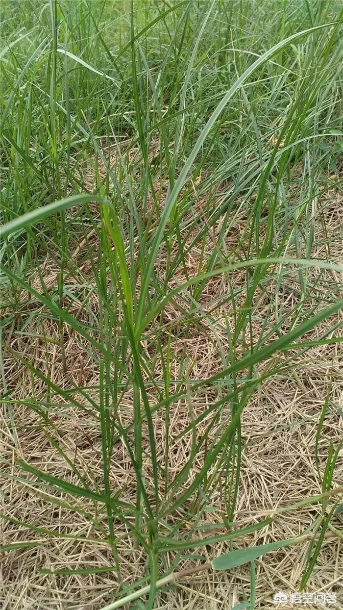 中药香附是什么样子的？有什么用途？