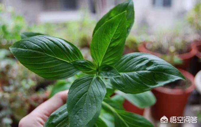 罗勒罗勒的功效与作用