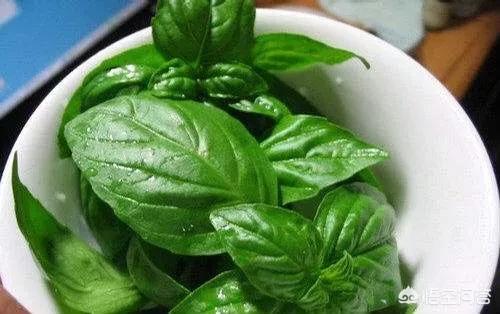 罗勒罗勒的功效与作用