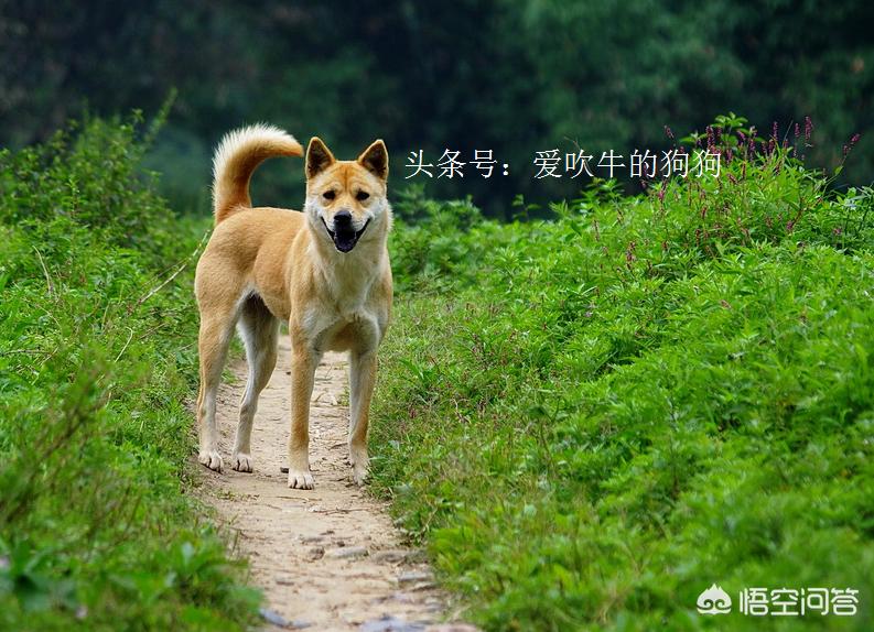 在海外生活可以养什么宠物，在海外生活可以养什么宠物呢