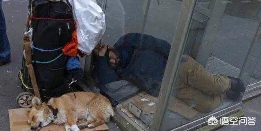海外生活养什么狗好呢知乎，海外生活养什么狗好呢知乎