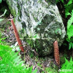 肉苁蓉和什么配伍好?它有什么功效?