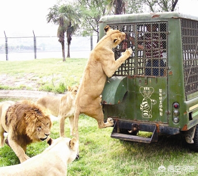 动物园老虎陪人坐车