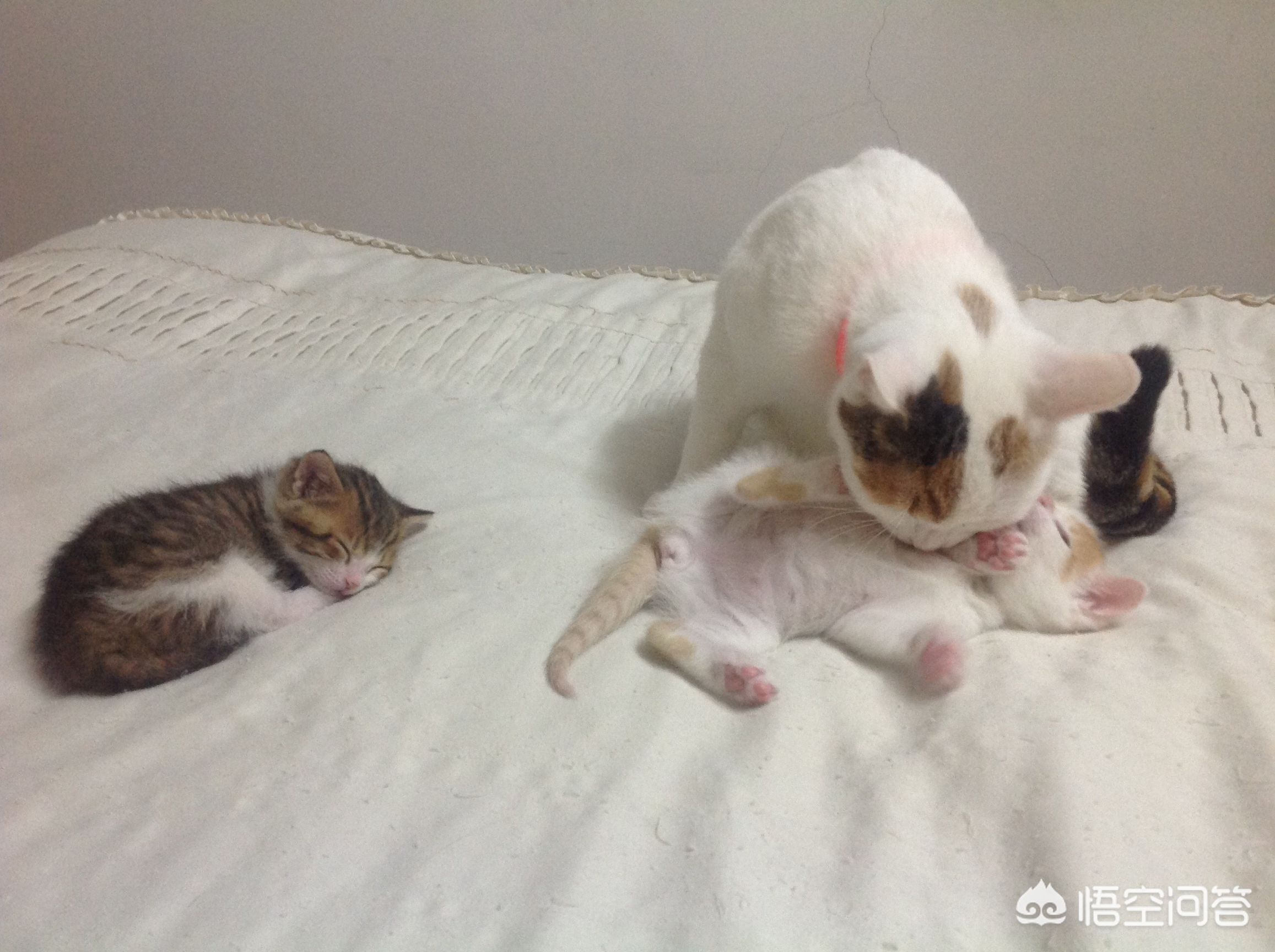 [主人猫咪同日离世]猫咪的主人换了之后，它会伤心吗？