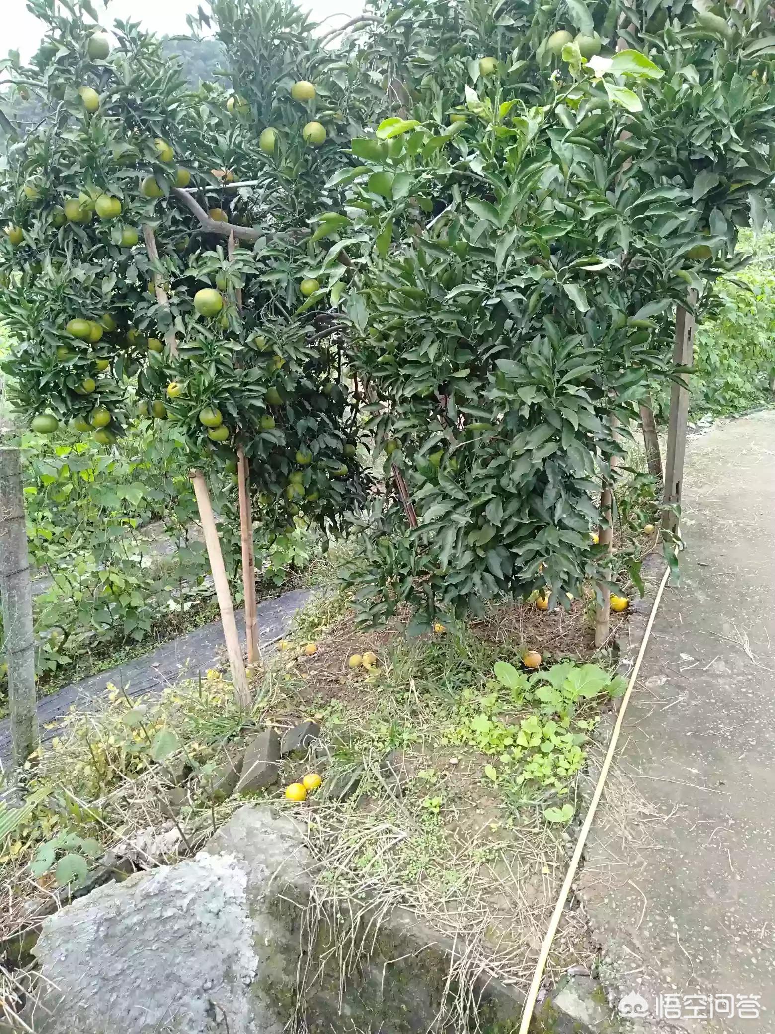 文学融入海外生活，文学融入海外生活的例子