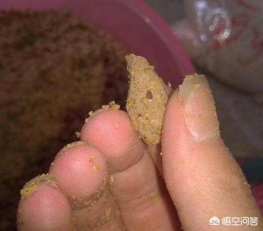 用鸡肝钓鱼效果怎么样？