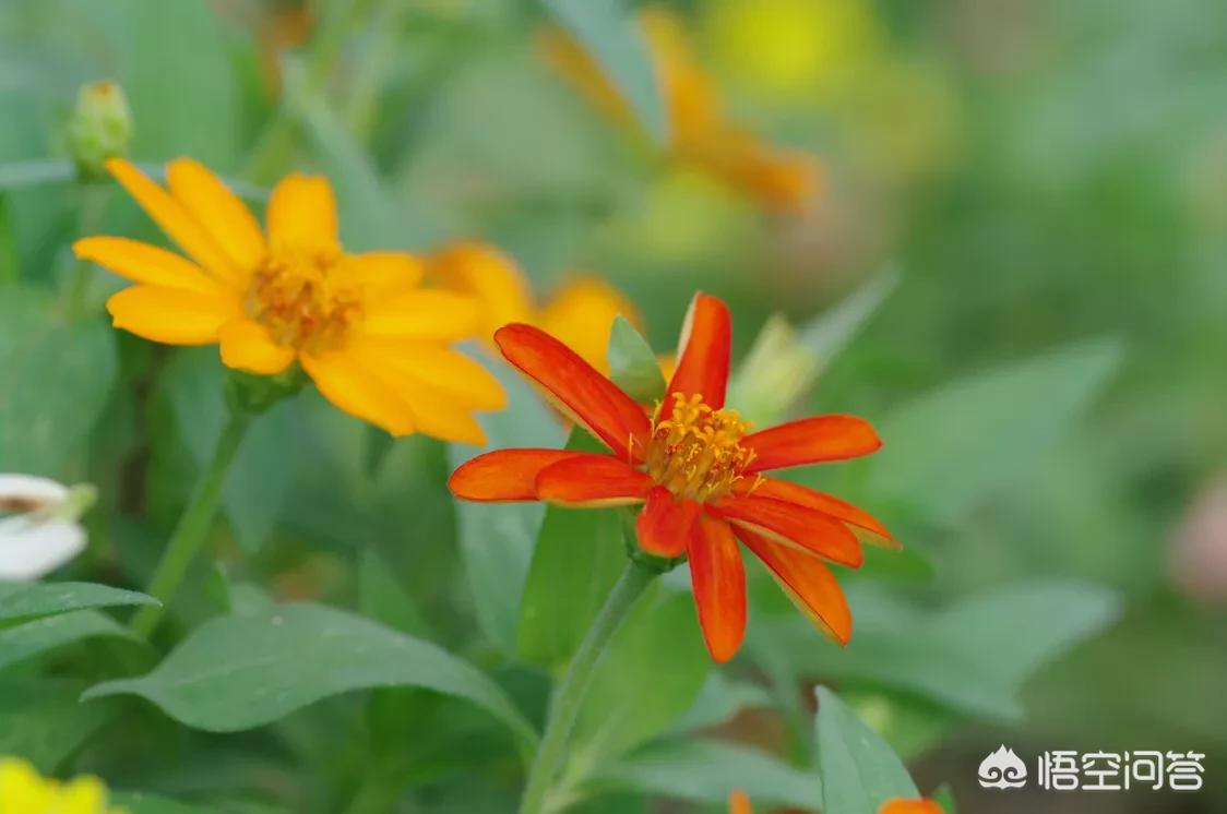 pentax相机(画质最好的宾得相机?) pentax相机(画质最好的宾得相机?)