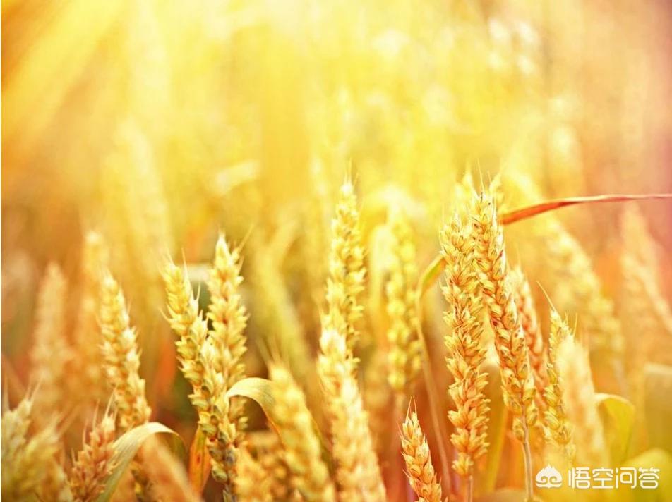 立下flag立flag啥意思 立下flag立flag啥意思