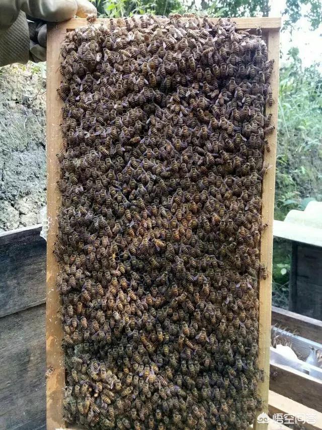 河南什么地方有蜜蜂出售？