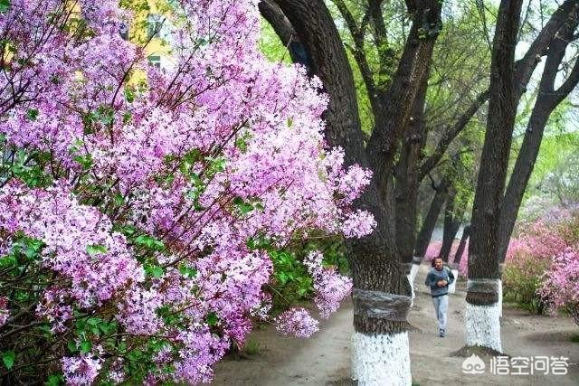 深圳市丁香公园在哪个位置
