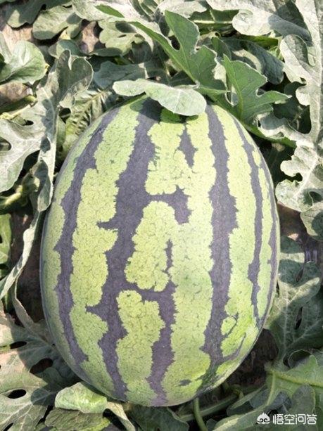 甘肃张掖地区适合种植哪些西瓜品种? 甘肃张掖地区适合种植哪些西瓜品种?