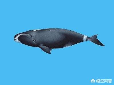 最古老海洋哺乳动物最古老海洋哺乳动物是什么