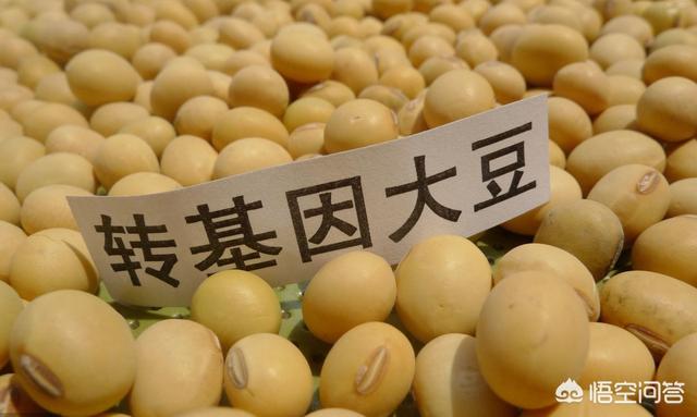 没买过美国一粒大豆（如果不进口美国大豆，国内大豆的价格会不会受到影响？）