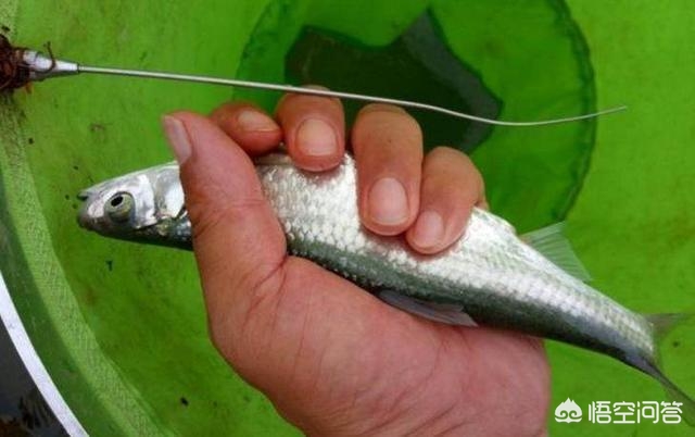 用鸡肝钓鱼效果怎么样？