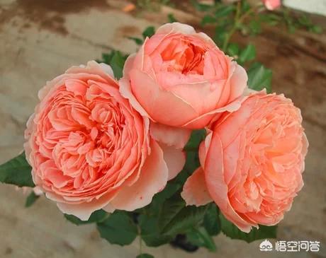 无锡市新发集团怎么样
