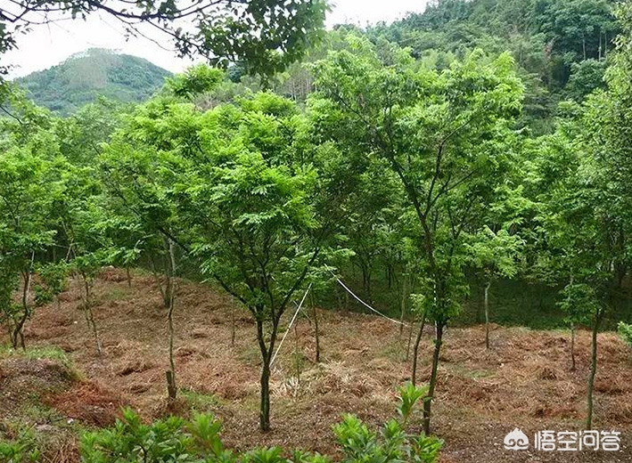 中华木绣球河南能种吗？