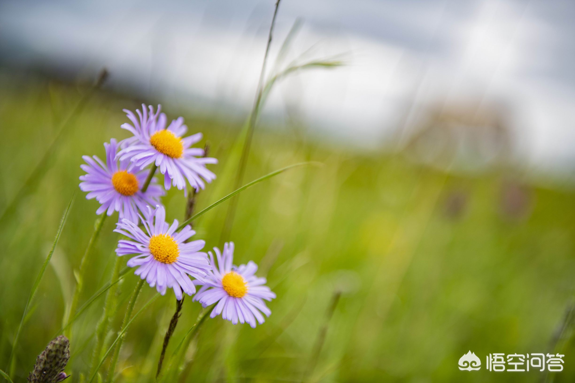 相机af（相机中的AF是什么意思？）