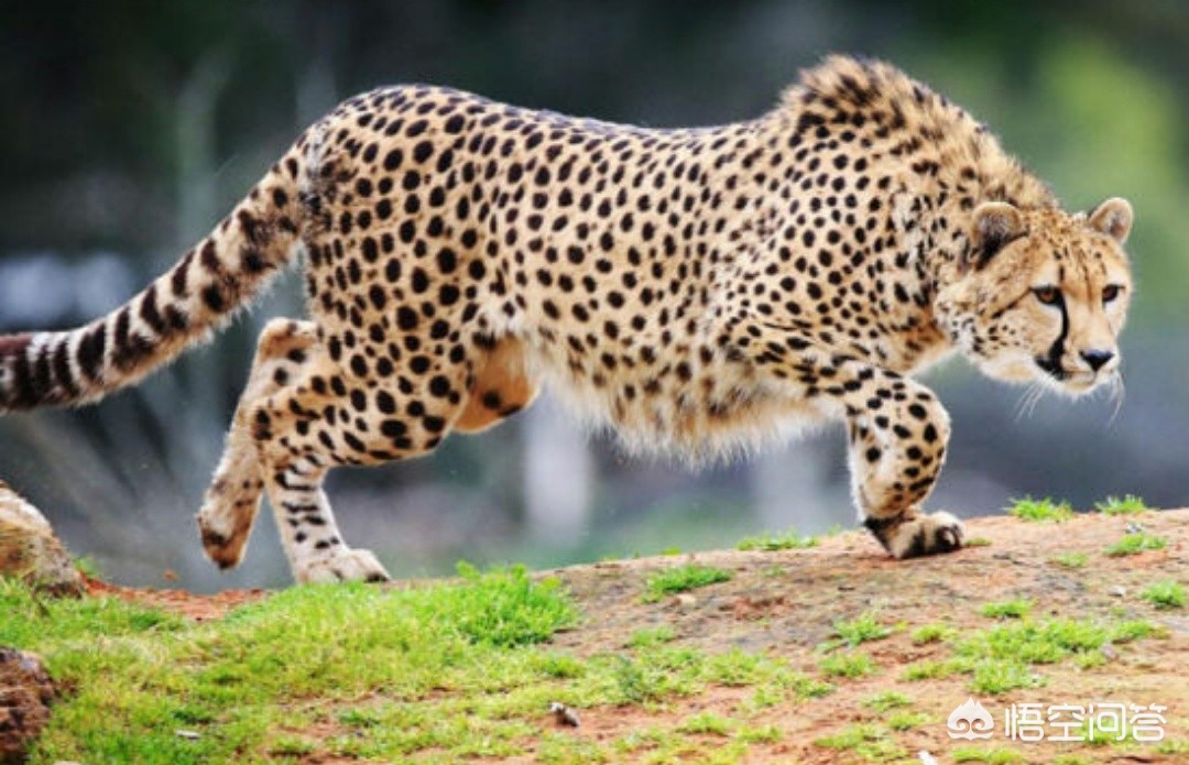 相机af（相机中的AF是什么意思？）