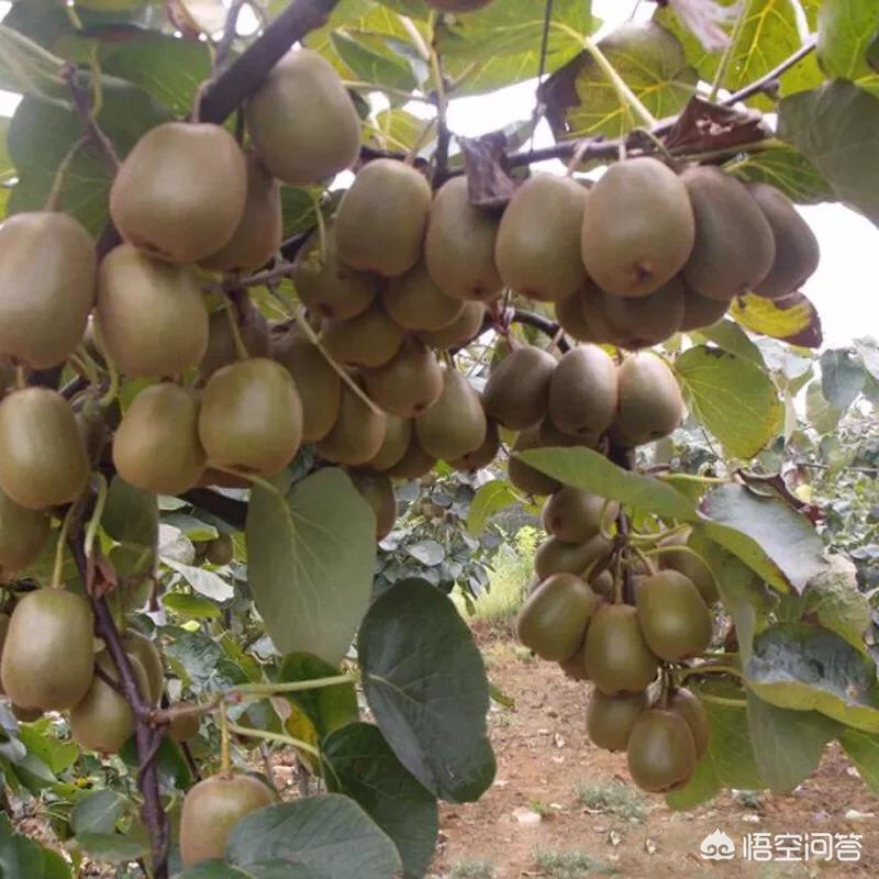 早期汽车报价,早期车型
