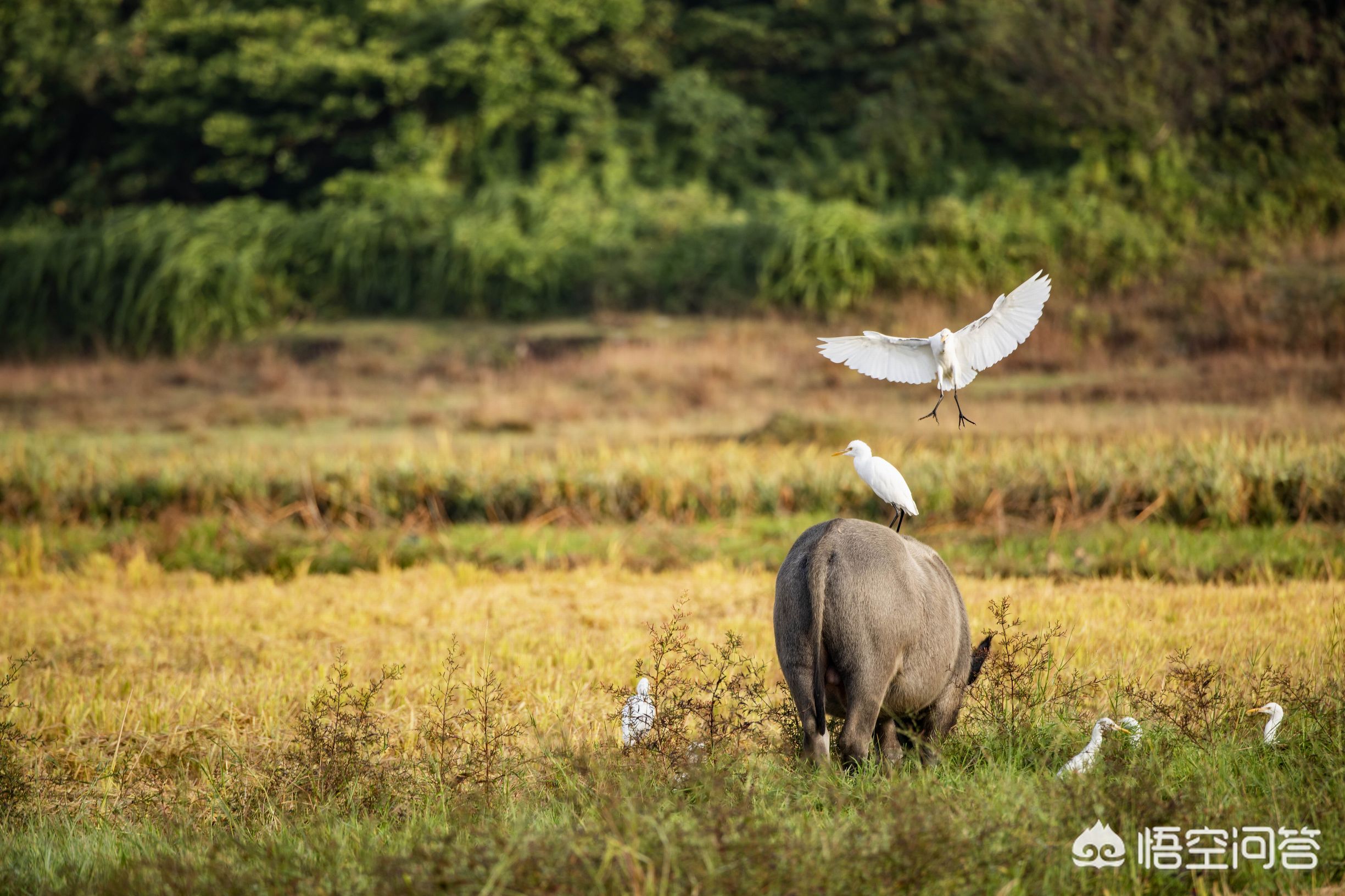 相机af（相机中的AF是什么意思？）