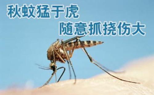 秋天的蚊子为什么咬的包特别大？：秋蚊子最爱咬5类人