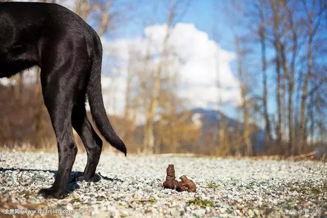 梦回追蛇变犬,一场关于转变与和谐的深度探索 梦回追蛇变犬,一场关于转变与和谐的深度探索