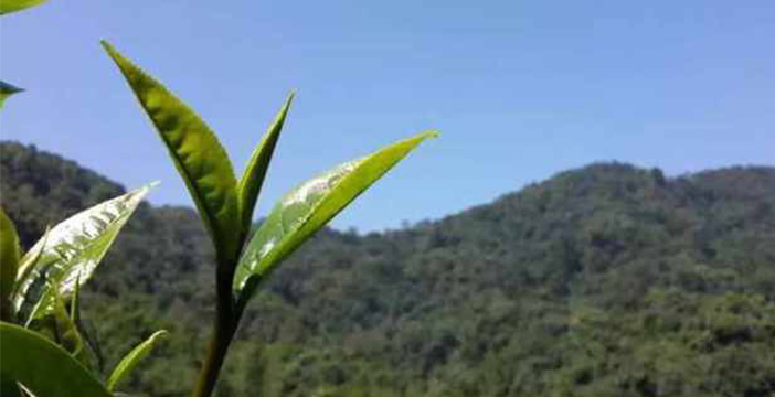 滇红茶的冲泡方法（滇红茶有哪些冲泡方法？）