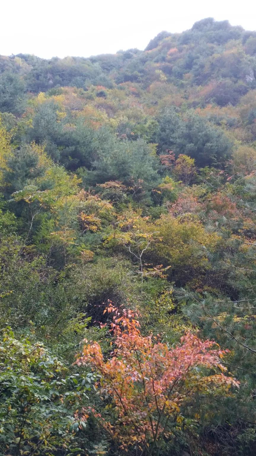 甘肃临夏州大墩峡景区的玻璃空中吊桥怎么样? 甘肃临夏州大墩峡景区的玻璃空中吊桥怎么样?