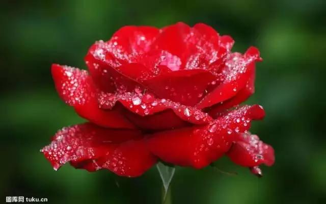 武汉市的市花是什么？
