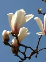 武汉市的市花叫什么