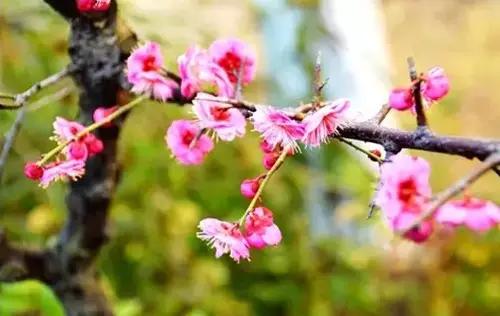 武汉市的市花叫什么