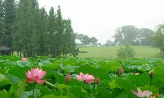 合肥市乐活街是哪个区 合肥市乐活街是哪个区