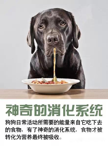 小狗的声音是什么?:小狗的 小狗的声音是什么?:小狗的