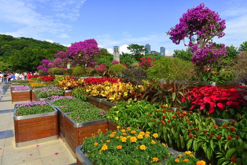 深圳市花是什么? 深圳市花是什么?