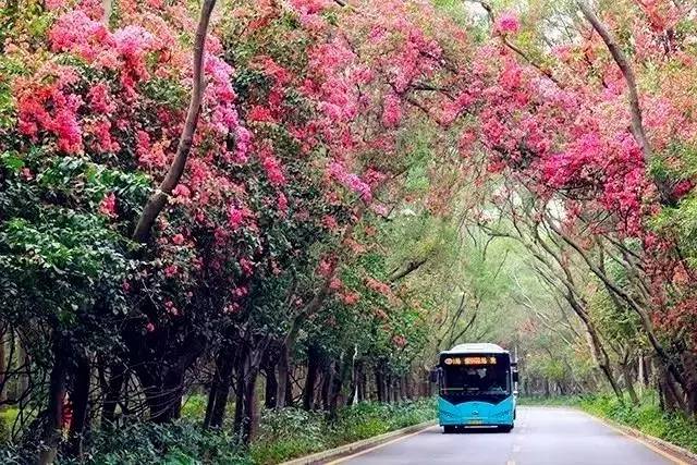 深圳市花是什么？